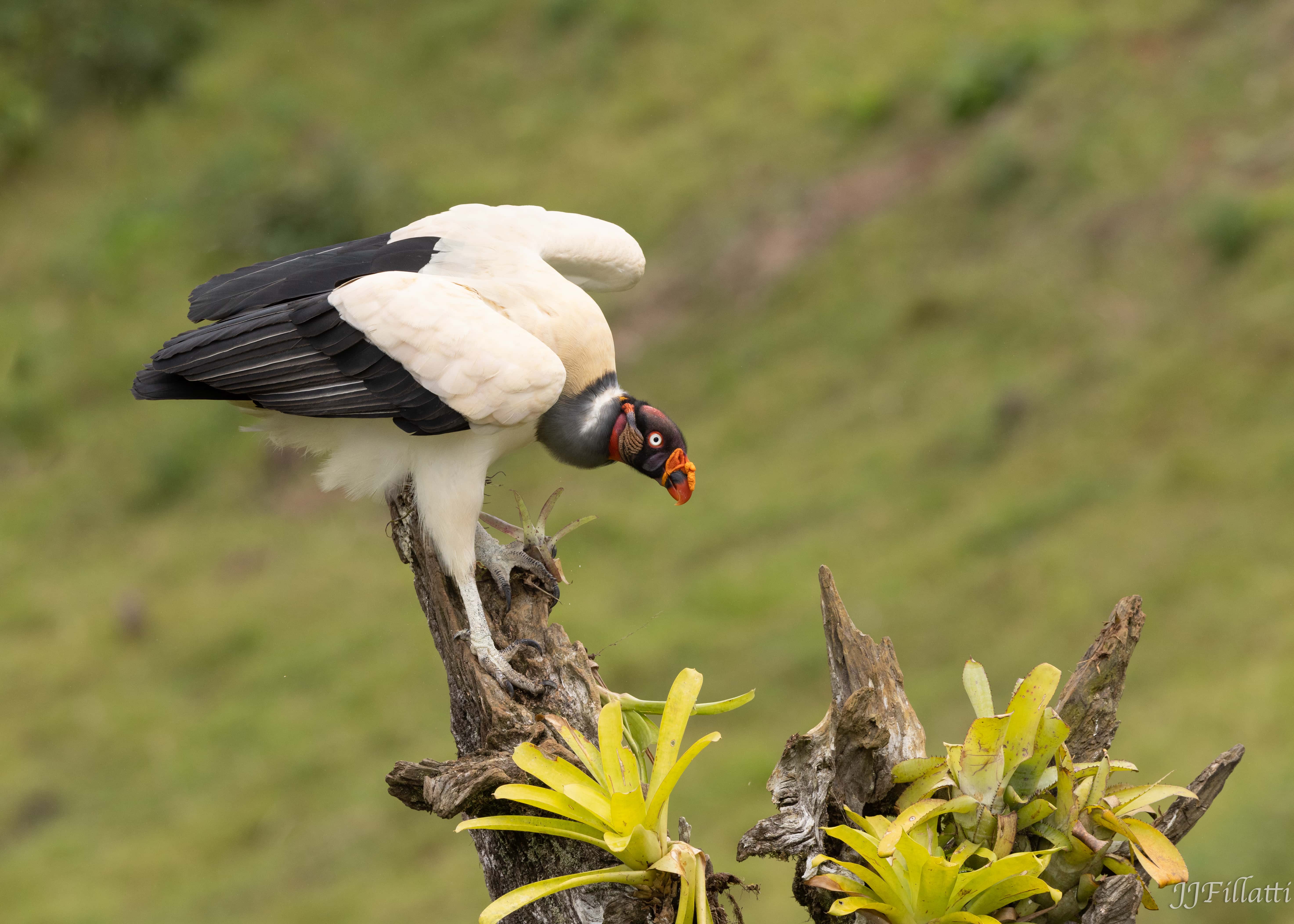 bird of Costa Rica image 41